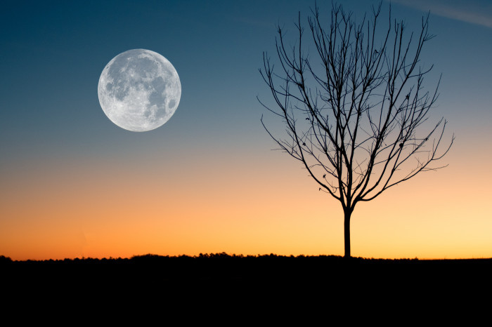 What is Nature and Forest Therapy?